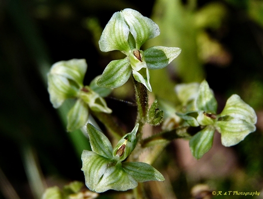 {Ponthieva racemosa}
